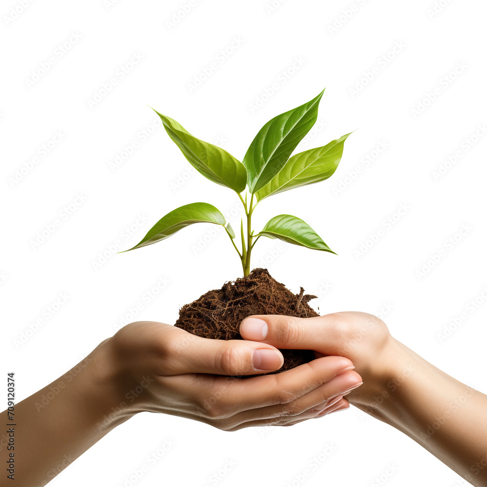 hands holding a plant isolated on transparent background Remove png, Clipping Path, pen tool hands holding a plant isolated on transparent background Remove png, Clipping Path, pen tool