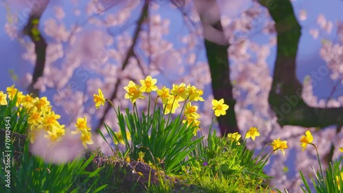 Wallpaper Mural 桜と花々春風景 Torontodigital.ca