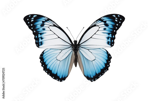 Butterfly is white with a black pattern and light blue tint isolated on a white background Morpho po