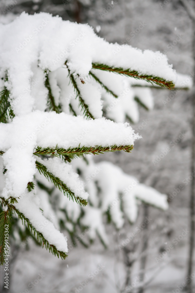 spruce branches covered with snow in winter forest. shallow depth of field spruce branches covered with snow in winter forest. shallow depth of field