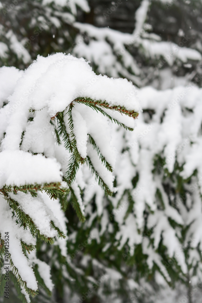 spruce branches covered with snow in winter forest. shallow depth of field