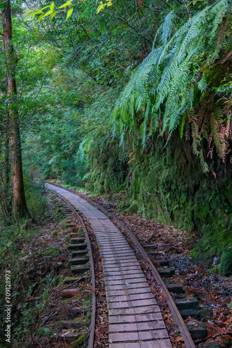 Railroad Section of the Jomon-sugi Cedar Trail, Yakushima Island, Japan
