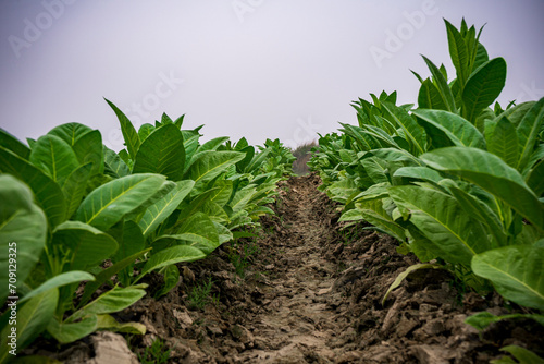 tobacco plantation, tobacco cultivation in Bangladesh. Field of tobacco.