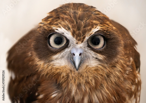 Southern Boobook Owl (Ninox boobook) photo