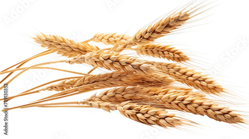 wheat ears isolated on transparent background