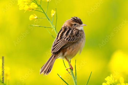 The zitting cisticola or streaked fantail warbler roosting on a branch of a mustard plant photo
