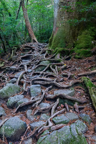 Jomon-sugi Cedar Trail, Yakushima Island, Japan © Guy Bryant
