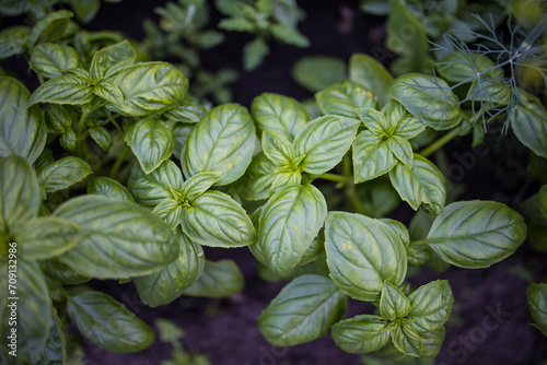 tasty and healthy green basil, basil harvest in the beds