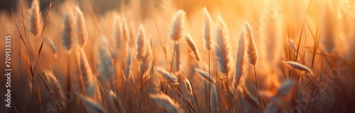 A large wheat field is photographed in the afternoon. generative AI