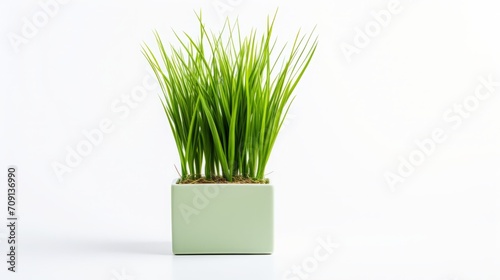 Displayed against a solid white backdrop  Imperata cylindrica stands out  showcasing its vibrant green shade in this product image.
