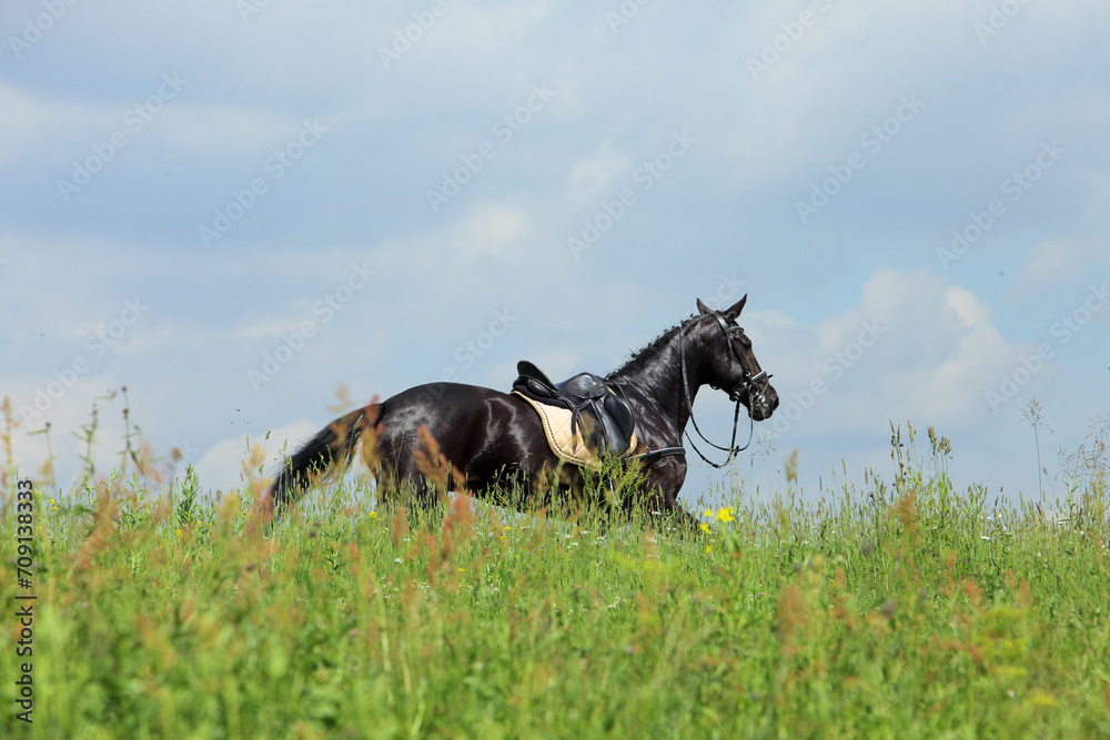 Horse who has lost his rider while a competition