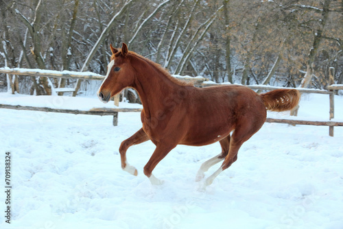 Chestnut race horse runs gallop in winter farm