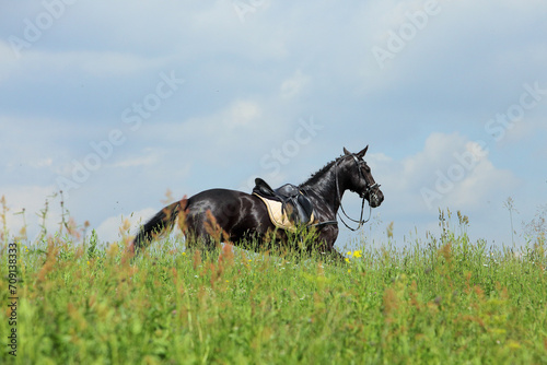 Obraz na płótnie Horse who has lost his rider while a competition w salonie