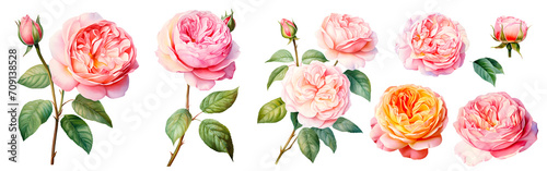 Set of beautiful English roses, watercolor painting floral isolated on white background. Cut out PNG illustration on transparent background.