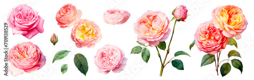 Set of beautiful English roses, watercolor painting floral isolated on white background. Cut out PNG illustration on transparent background.