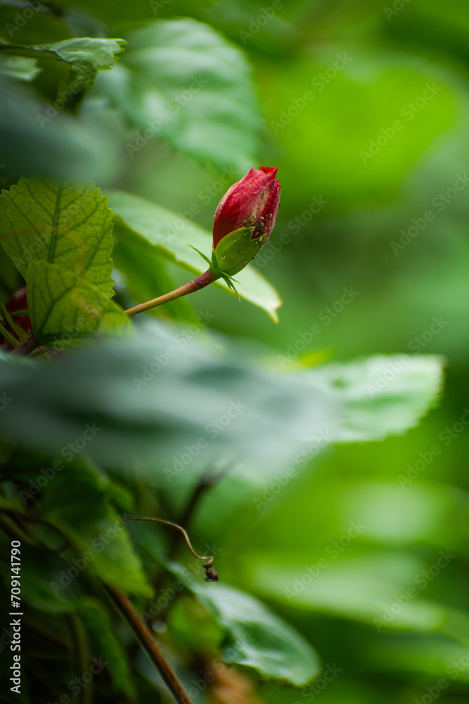 Witness the beauty of nature as a single red rose bud gracefully blooms on a lush green leafy branch Witness the beauty of nature as a single red rose bud gracefully blooms on a lush green leafy branch