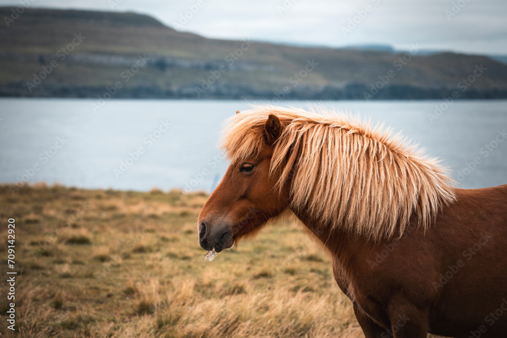 Fototapeta premium portrait of a blonde red horse by atlantic ocean with mountains view