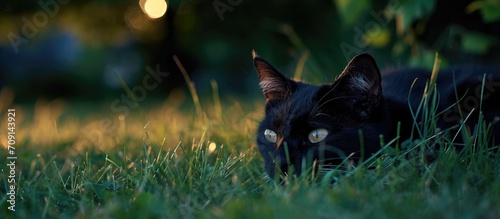 Black cat with white markings resting on green grass at twilight