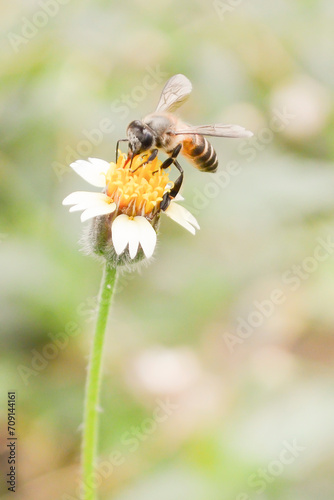 A bee is collecting the honey. Cute bee in the garden or flower garden. © zignalstudio