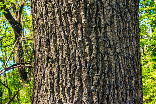 The bark of Acer tataricum L. Tatarian maple texture or background photo