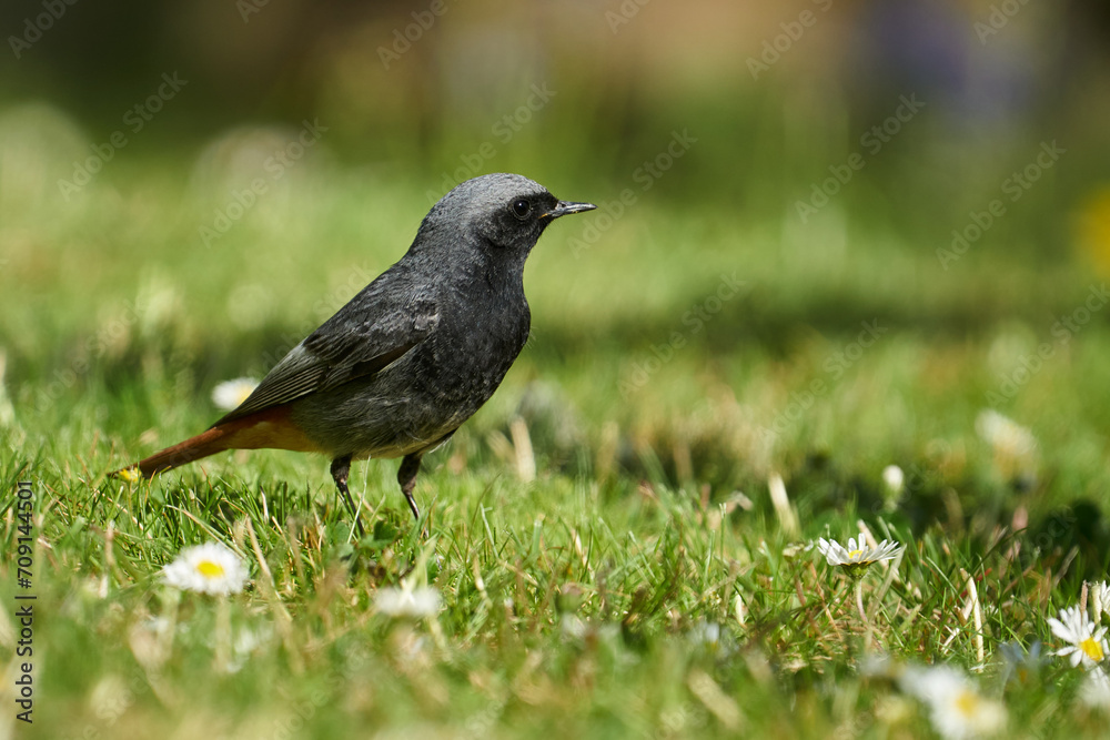 Männlicher Hausrotschwanz auf der Futtersuche auf einer blühenden Frühlingswiese Männlicher Hausrotschwanz auf der Futtersuche auf einer blühenden Frühlingswiese