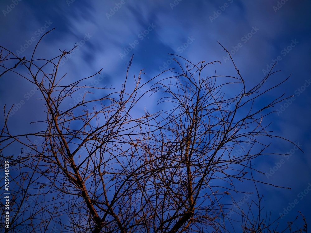 trees and sky trees and sky