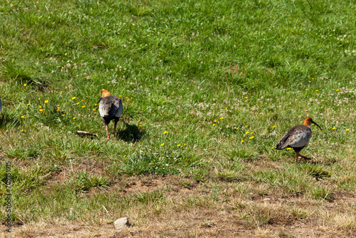 Ducks on grass vegetation quiet place summer season wild birds nice birds quiet birds