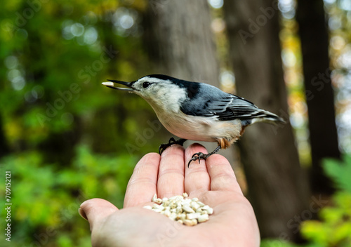Close-up of a human hand feeding safflower seeds to a white breasted nuthatch in the forest on a warm autumn day in October.