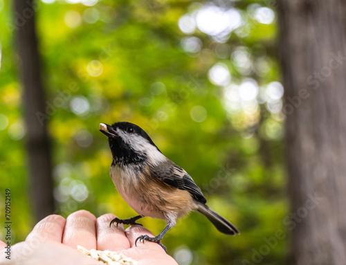 Close-up of a human hand feeding safflower seeds to a black-capped chickadee in the forest on a warm autumn day in October.