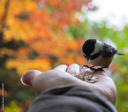 Close-up of a human hand feeding safflower seeds to a black-capped chickadee in the forest on a warm autumn day in October.