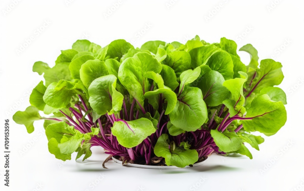 Hydroponic vegetables, serving as raw materials for salads, are captured against a white background, isolated with a clipping path, showcasing their antioxidant-rich superfood qualities.