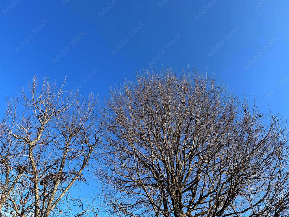 Leafless tree branches in winter on blue sky, copy space. Leafless tree branches in winter on blue sky, copy space.