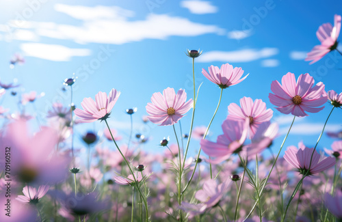beautifule vast cosmos flowers field © netrun78
