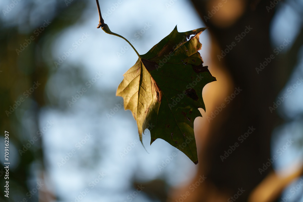 Fototapeta premium Parco Sempione, public park in Milan at fall