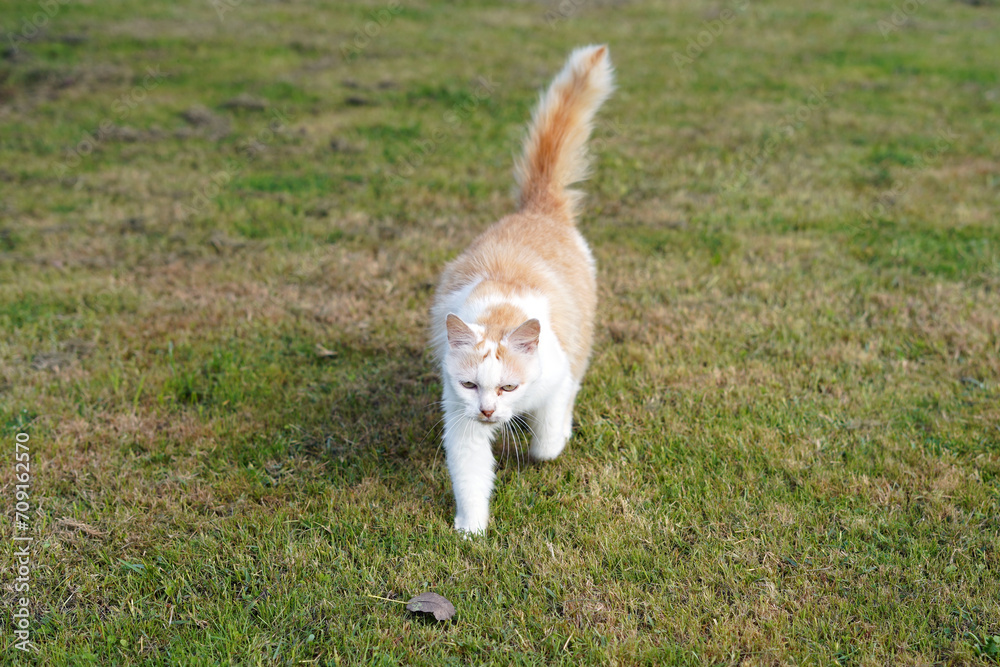 Red-and-white cat running on the grass. Red-and-white cat running on the grass.