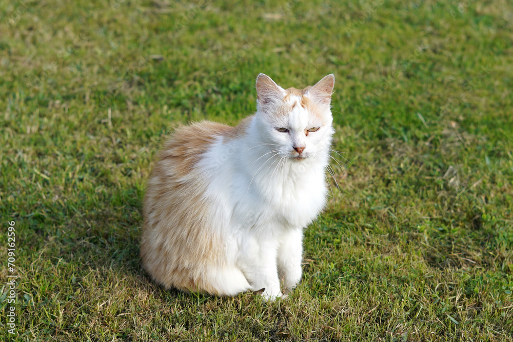Bright cat sitting outside on the grass. He has squinty eyes and a dirty nose.