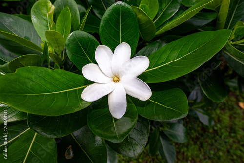 Fototapeta Naklejka Na Ścianę i Meble -  Tiaré flower, French Polynesia