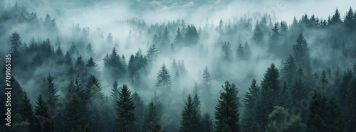 Mystic Fog Enveloped Swiss Pine Forest - Atmospheric Realism © Vasilya