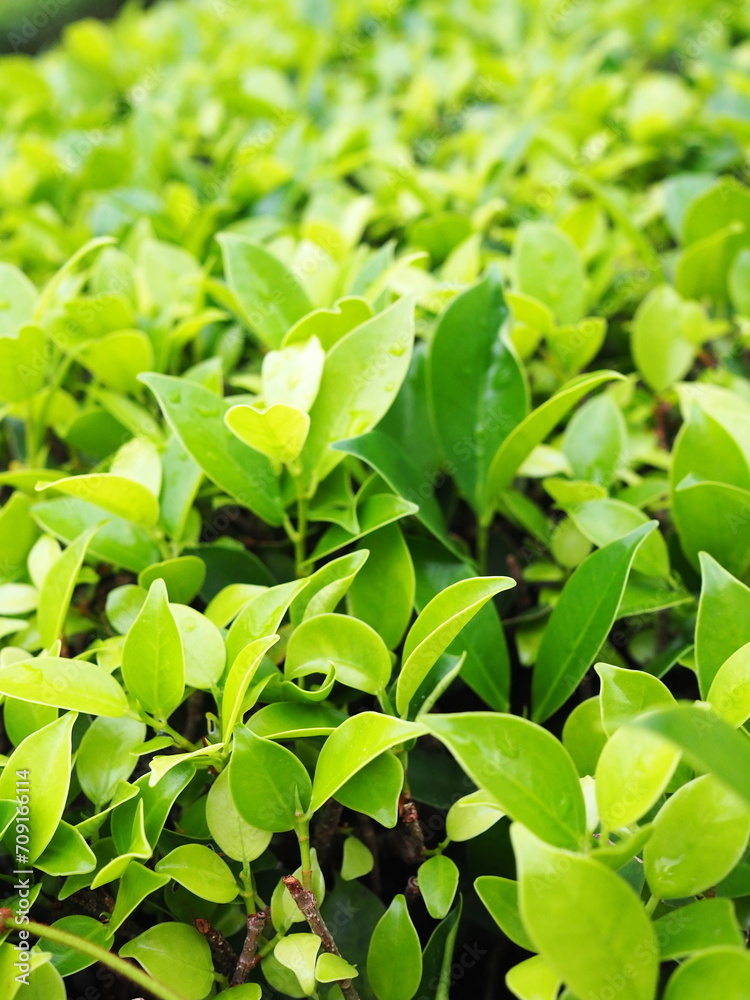 Young shoots of the Ficus annulata is a Banyan Tree family. It is popularly planted outdoors as an ornamental plant that is popular for home fences because it is strong, durable, easy to care
Young shoots of the Ficus annulata is a Banyan Tree family. It is popularly planted outdoors as an ornamental plant that is popular for home fences because it is strong, durable, easy to care