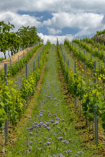 Vineyards with flovers near Cejkovice, Southern Moravia, Czech Republic photo