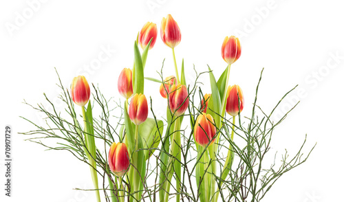 Fototapeta Naklejka Na Ścianę i Meble -  bright orange tulip flowers in a bunch with blueberry twigs isolated on transparent background, spring flowers texture overlay decoration