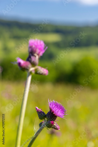 Typical Spring landscape in White Carpathians near Stary Hrozenkov, Southern Moravia, Czech Republic photo