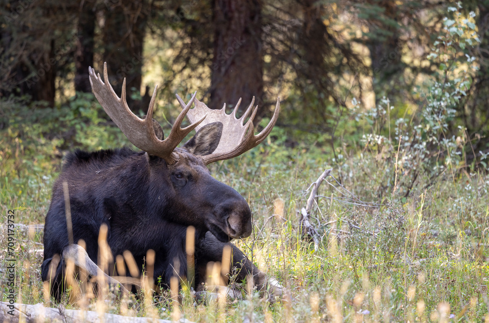 Bull Moose During the Rut in Autumn in Wyoming Bull Moose During the Rut in Autumn in Wyoming