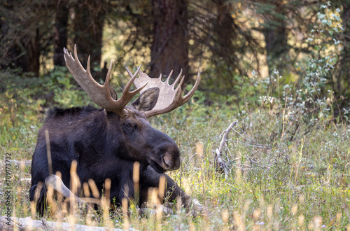 Bull Moose During the Rut in Autumn in Wyoming © natureguy