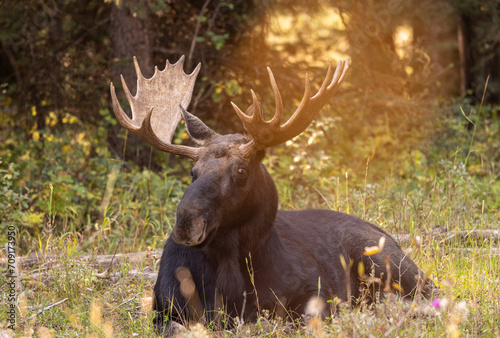 Bull Moose During the Rut in Autumn in Wyoming
