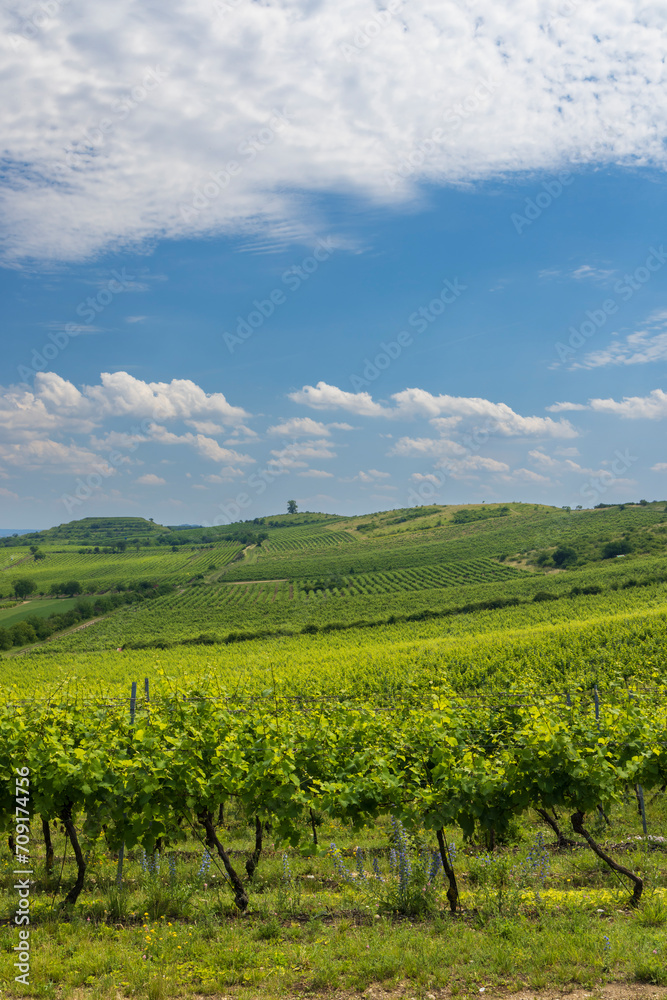Vineyards under Palava,  Southern Moravia, Czech Republic