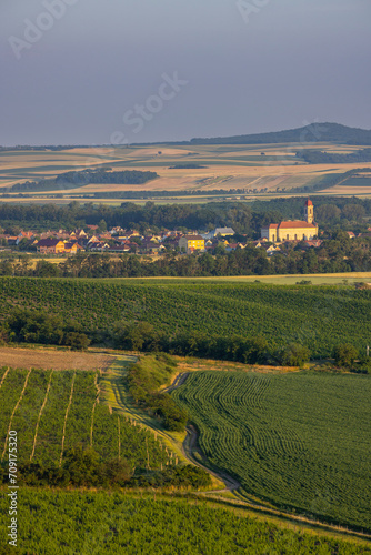 Vineyards under Palava   Southern Moravia  Czech Republic