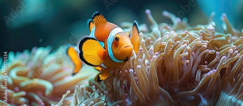 A clown fish feeling safe in its Mozambique anemone home. photo