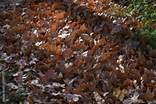 Paisaje otoñal con caida de hojas  en La Sallida  photo