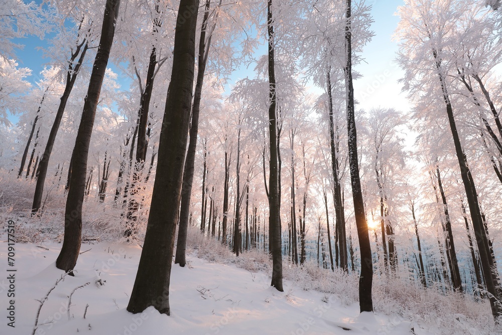 Winter landscape, beech forest covered with fresh snow during sunrise